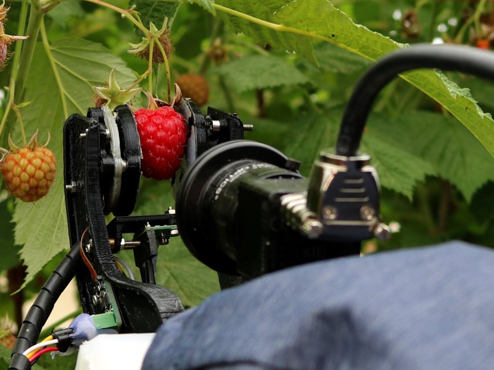 Этот робот для сбора фруктов может собирать до 25 000 ягод малины в день, и однажды он сможет заменить людей